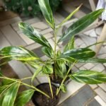 Alpinia zerumbet Nonygra 20cm