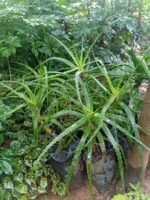 Aloe Arborescens Nonygra 30cm – Image 2