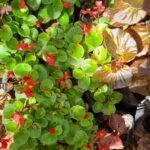 Begonias Cucullata Nonygra 15cm
