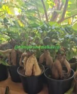 Ficus Microcarpa ou Bonsai Nonygra – Image 2