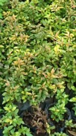 Ludwingia palustris Nonygra 15cm – Image 2