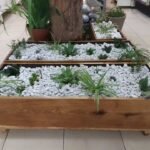 Succulents plants on white stone