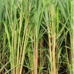 Citronnelle ou Cymbopogon citratus Nonygra 25cm