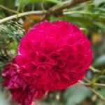 Dahlia Pinnata Nonygra