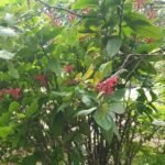 Thyrsacanthus tubaeformis Nonygra 30cm