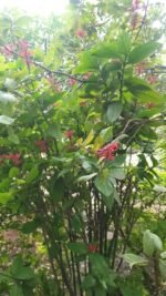 Thyrsacanthus tubaeformis Nonygra 30cm