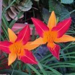 Hemerocallis Fulva Nonygra 20cm