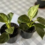 Philodendron panaché blanc Nonygra 17cm