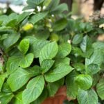 Hygragenae Macrophylla ou Hortensia Nonygra15cm