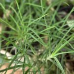 Bulbine Frutescens Nonygra15cm
