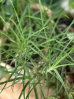 Bulbine Frutescens Nonygra15cm