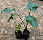 Strelitzia regina ou Arbre du voyageur Nonygra 50cm