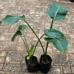 Strelitzia regina ou Arbre du voyageur Nonygra 50cm