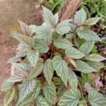 Bégonia Maculata Nonygra 15cm