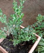 Buxus Sinica Nonygra 17cm