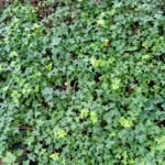 Hedera helix ou Lierre  grimpante