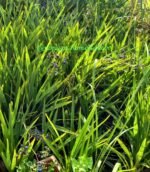 Dianella Ensifolia Nonygra 50cm – Image 2