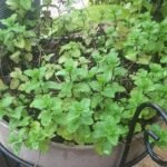 Mentha spicata Nonygra 15cm