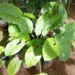 Alocasia Macrorrhizos Nonygra 50cm