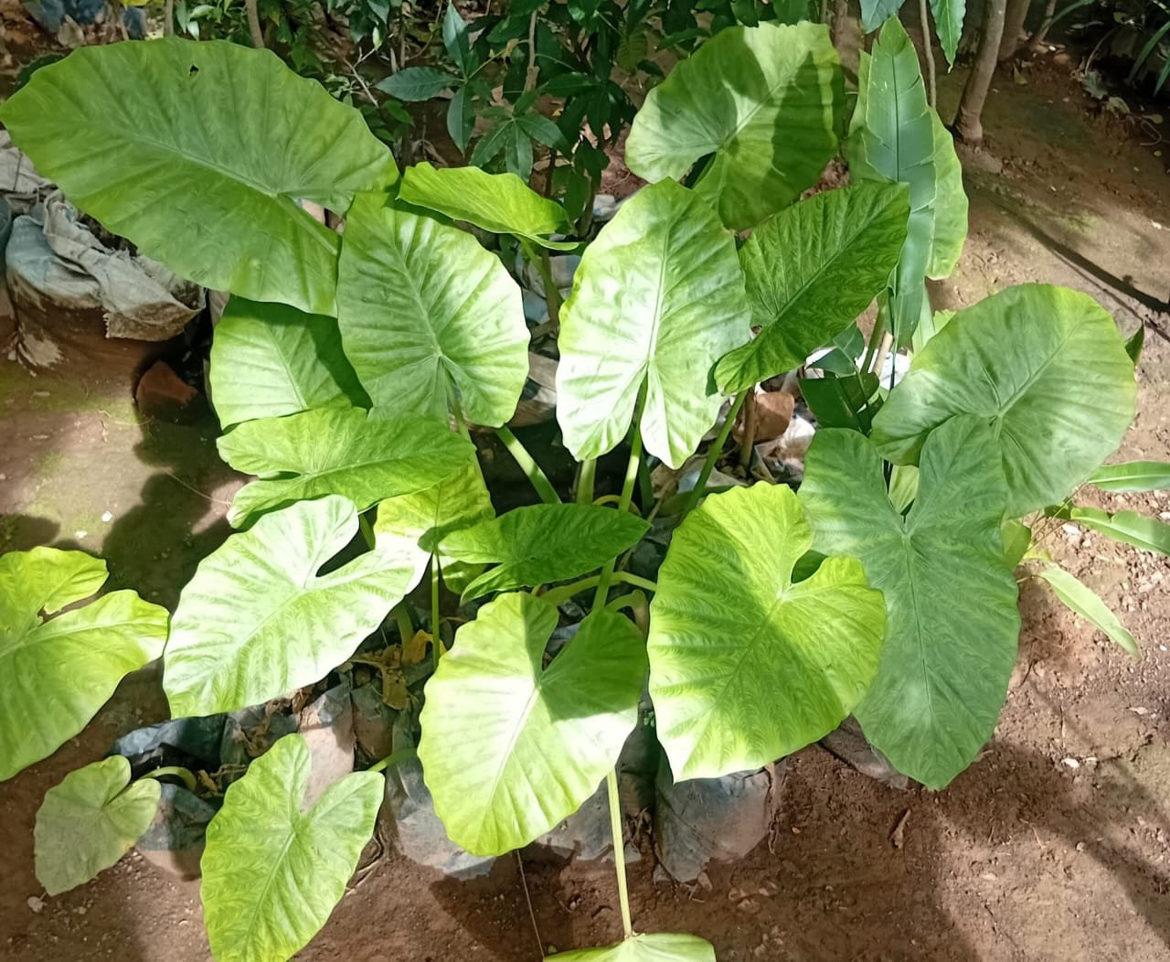 Oreille d'éléphant Alocasia Macrorrhizos Nonygra 50cm – Image 1