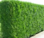 Sapin Thuya Nonygra1.5M – Image 2