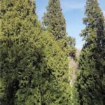 Sapin Thuya Nonygra1.5M