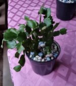 Schlumbergera Truncata Nonygra 15cm – Image 2