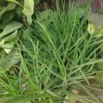 Bulbine Frutescens Nonygra15cm – Image 2