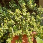 Arbre de Jade Nonygra 50cm