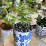 Aspergus setaceus Nonygra 25cm