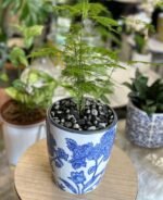 Aspergus setaceus Nonygra 25cm