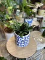 Sanseviera Trifasciata Nonygra – Image 3