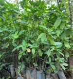 Thyrsacanthus tubaeformis Nonygra 30cm – Image 2