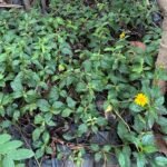 Sphagneticola Calendulacea Nonygra 25cm