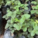 Fraisier Nonygra 15cm