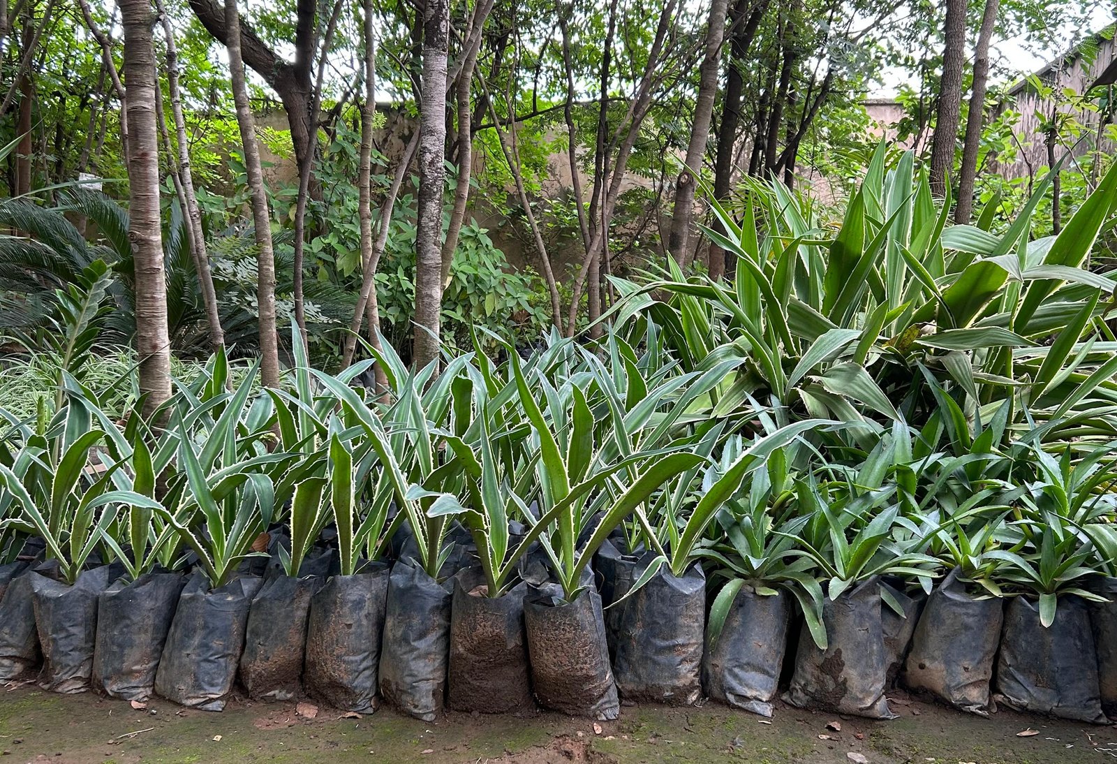 WhatsApp Image 2026-01-29 at 18.29.32 Agave americana variegata Nonygra 60cm – Image 1