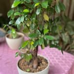 Ficus Microcarpa ou Bonsai Nonygra