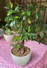 Ficus Microcarpa ou Bonsai Nonygra