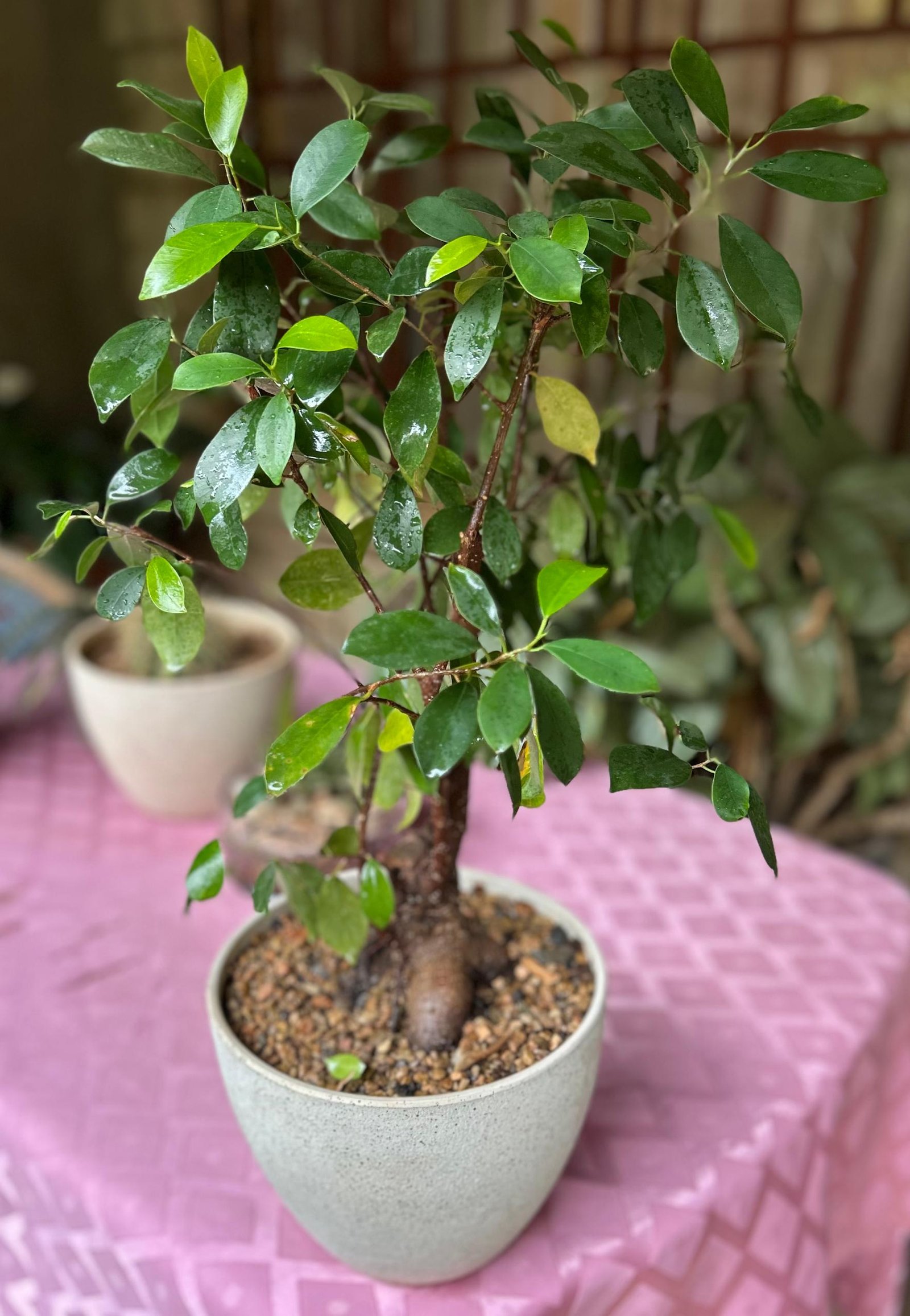 WhatsApp Image 2026-02-02 at 01.30.32 Ficus Microcarpa ou Bonsai Nonygra – Image 1