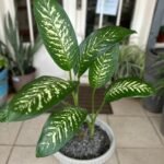 Dieffenbachias Seguine Nonygra 40cm