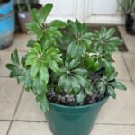 Schéfflera Arboricola Nonygra 30cm