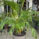 Dypsis Lutescens Nonygra 1m