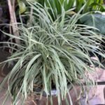 Liriope Muscari Nonygra