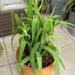 Eleuthérine bulbeuse Nonygra