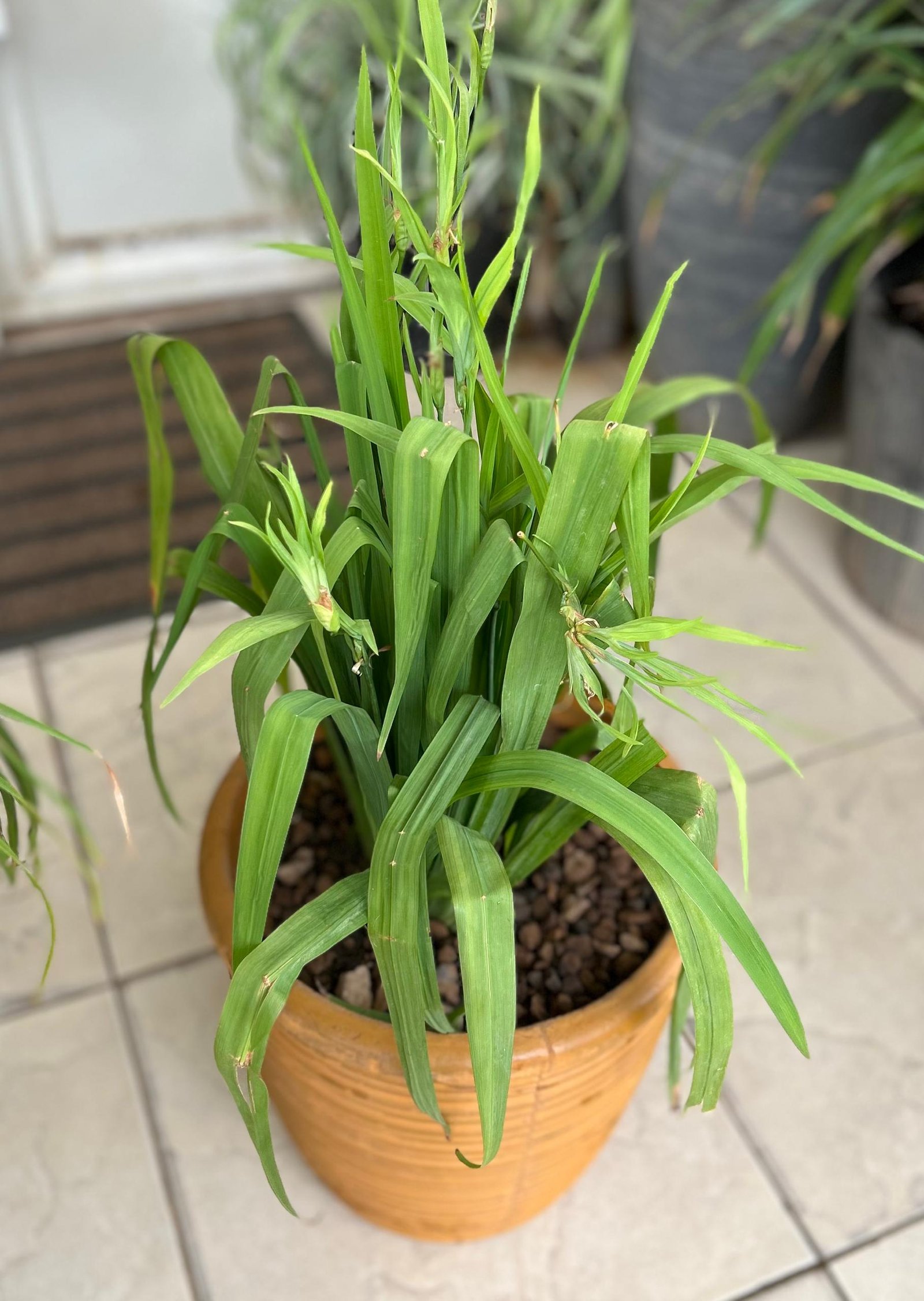 WhatsApp Image 2026-02-02 at 01.30.35 (1) Eleuthérine bulbeuse Nonygra – Image 1