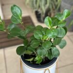 Peperomia Obtusifolia Nonygra