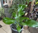 Eucharis Amazonica Nonygra 30cm