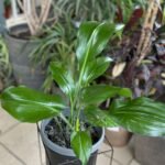 Eucharis Amazonica Nonygra 30cm