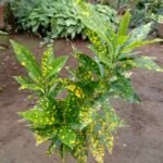 Codiaeum variegatum ou Croton Nonygra 25cm