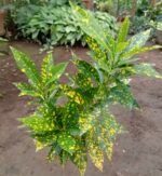 Codiaeum variegatum ou Croton Nonygra 25cm